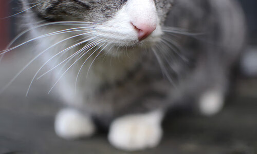 开云体育官网在线-体育新闻中心推动基层体育数字内容发展计划，体育 数字化