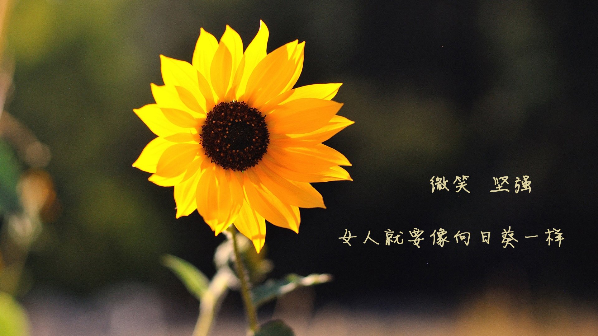 国家队战术核心频繁更替影响风格形成,国家队战斗姿势