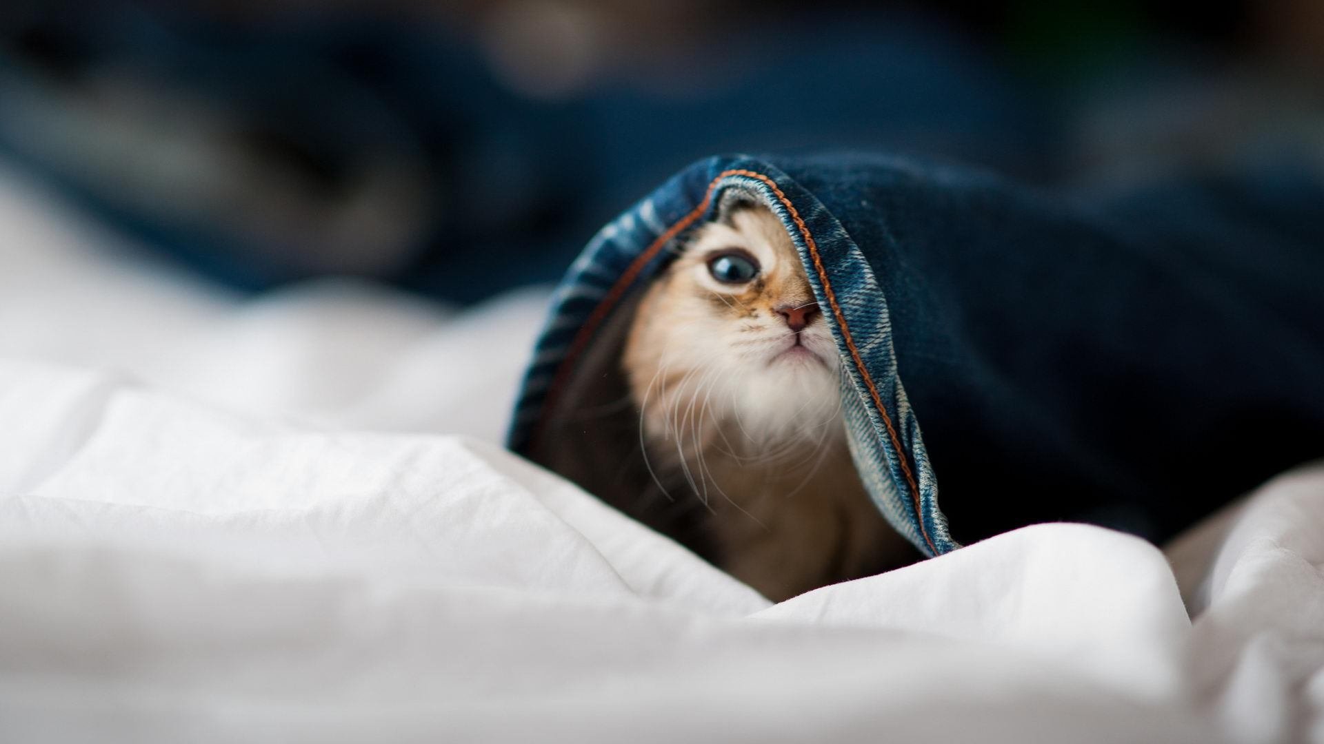 得分高潮是否常常伴随节奏加速阶段，高潮分为几个等级