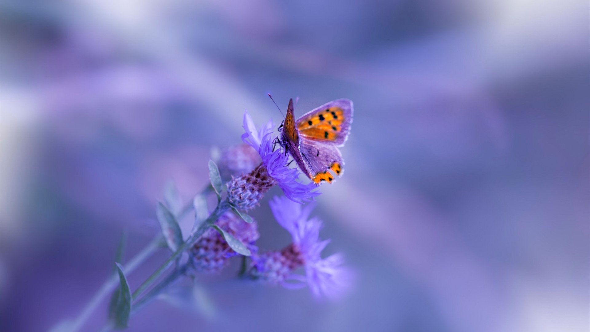 亚洲篮球邀请赛中,日本男篮发挥稳定,展示成长潜力,亚洲男篮锦标赛2021日本